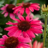 jezowka-pearl-magenta