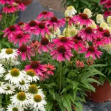 jezowka-pearl-magenta-rodzaj-rosliny-inny