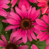 jezowka-pearl-magenta-waga-z-opakowaniem-3-kg