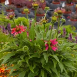 jezowka-pearl-magenta-roslina-w-postaci-sadzonka-w-pojemniku-2-3l