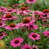 jezowka-dark-pink-pearl