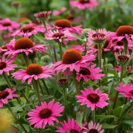 jezowka-dark-pink-pearl