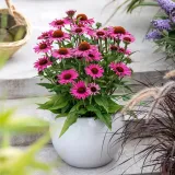 jezowka-dark-pink-pearl-rodzaj-rosliny-inny