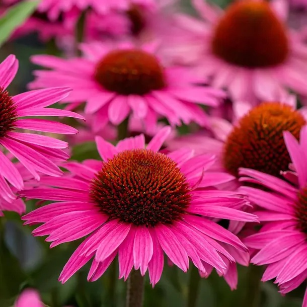 jezowka-dark-pink-pearl-roslina-w-postaci-sadzonka-w-pojemniku-2-3l