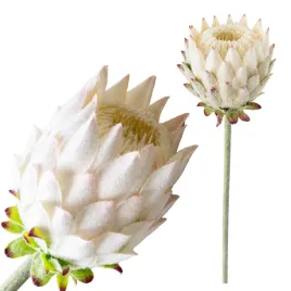 kwiat-protea-biala-ozdobna-sztuczne-kwiaty-bukiet-stroik-wazon-63cm