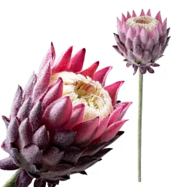 kwiat-protea-fioletowa-ozdobna-sztuczne-kwiaty-bukiet-stroik-wazon-63cm