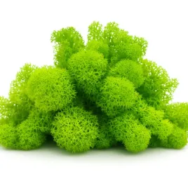 mech-chrobotek-jasnozielony-do-lasu-w-sloiku-szkle-ozdoba-dekoracja-10g