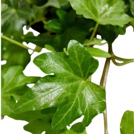 bluszcz-do-lasu-w-szkle-las-w-sloiku-hedera-helix-roslinka-do-kompozycji
