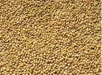 proso-zolte-1kg
