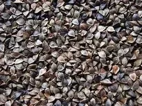 gryka-nasiona-1kg