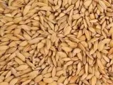 ryz-paddy-1kg