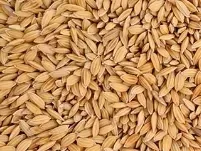 ryz-paddy-1kg