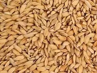 ryz-paddy-1kg