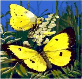 obraz-malowanie-po-numerach-rama-w-zestawie-dla-dzieci-50x40-motyl-motylek