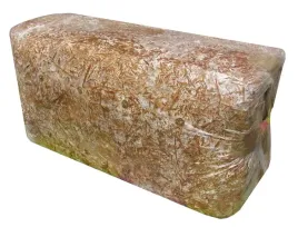 grzybnia-boczniaka-jadalne-pyszne-grzyby-boczniak