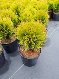 tuja-danika-aurea-thuja-danica-zolta-2l