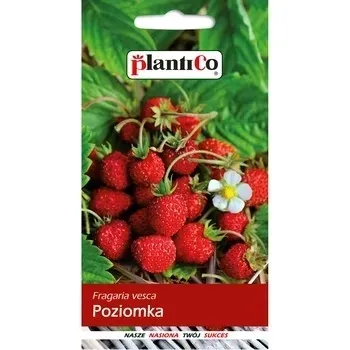 poziomka-plantico