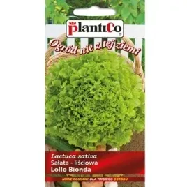 salata-lollo-bionda-lisciowa