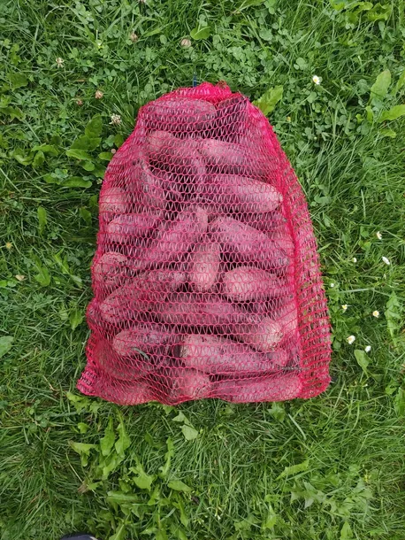 buraki-5kg-odmiana-warzyw-burak