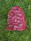 buraki-5kg-odmiana-warzyw-burak
