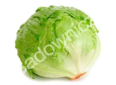 salata-bakata-plantico-rodzaj-rosliny-salata