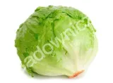 salata-bakata-plantico-rodzaj-rosliny-salata