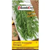 estragon-plantico