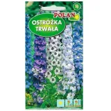 aster-chinski-igielkowy-mieszanka-styl-ogrod-wiejski