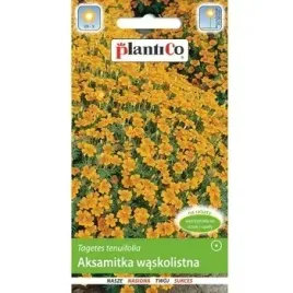 aksamitka-waskolistna-zolta