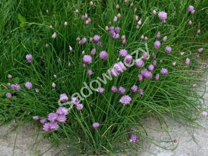 szczypiorek-czosnkowy-waga-z-opakowaniem-0-001-kg