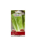 salata-liwia-plantico-rodzaj-rosliny-salata