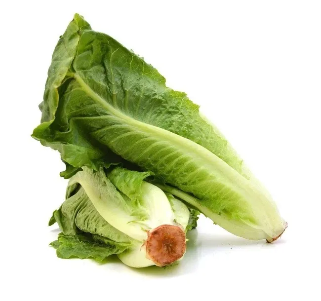 salata-liwia-plantico-styl-ogrod-wiejski