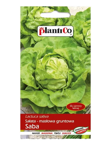 salata-saba-rodzaj-rosliny-salata