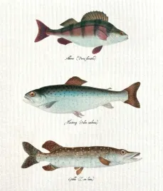 szwedzka-sciereczka-kuchenna-disktrasa-ryby-skona-ting-206x182-mm