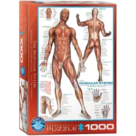 puzzle-1000-the-muscular-system-6000-2015
