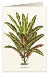 karnet-b6-z-koperta-tassotti-dracena-croton-kartka-ozdobna-122180-mm