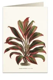 karnet-b6-tassotti-z-koperta-dracena-czerwono-zielony-123x181-mm