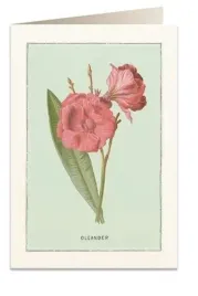 karnet-b6-z-koperta-tassotti-oleander-181125-mm-papier-200-g-m