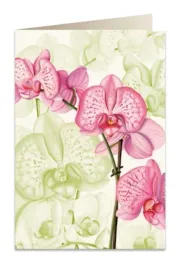 karnet-b6-z-koperta-tassotti-rozowa-orchidea-181x124-mm