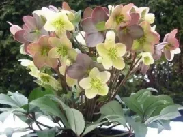 ciemiernik-helleborus-x-nigercors-candy-love
