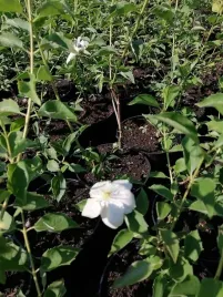 jasminowiec-innocence-atrakcyjne-liscie-i-cudowny-zapach