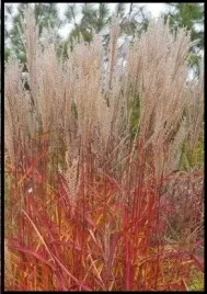 miskant-chinsk-purple-fall-miscanthus-zmiana-koloru-jesienia