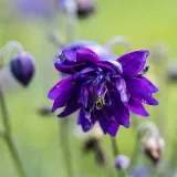 orlik-blue-barlow