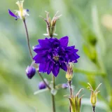orlik-blue-barlow