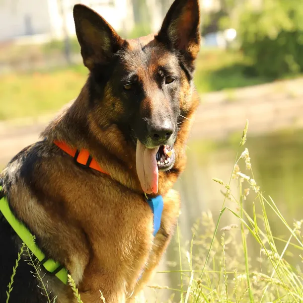 szelki-active-guard-energy-dwie-spinki-m-marka-dingo