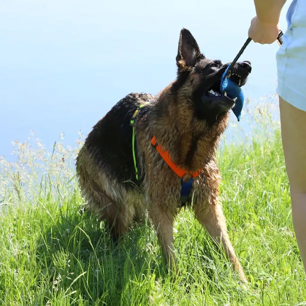 szelki-active-guard-energy-dwie-spinki-l-wielkosc-psa-duzy-pies