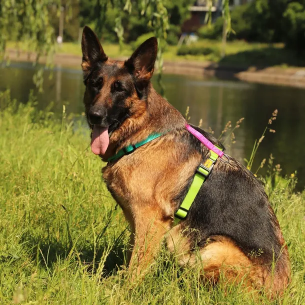 szelki-active-guard-energy-dwie-spinki-m-marka-dingo