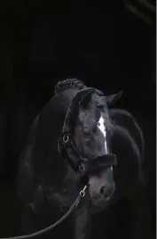 kantar-dla-konia-supersoft-czarny-pony-covalliero