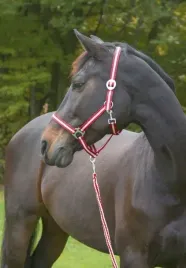 kantar-dla-konia-foal-bordowo-bezowy-covalliero