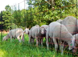 siatka-eleketryczna-dla-owiec-topline-net-50m-wys-90cm-kerbl